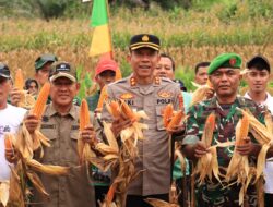 Bulog Siap Beli Rp 6.400 Perkilogram, Wabup A. Khafidh dan Kapolres Panen Jagung di Rantau Alai
