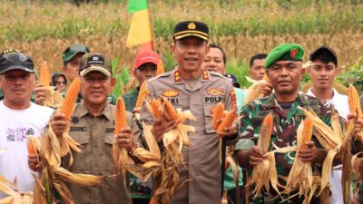 Bulog Siap Beli Rp 6.400 Perkilogram, Wabup A. Khafidh dan Kapolres Panen Jagung di Rantau Alai