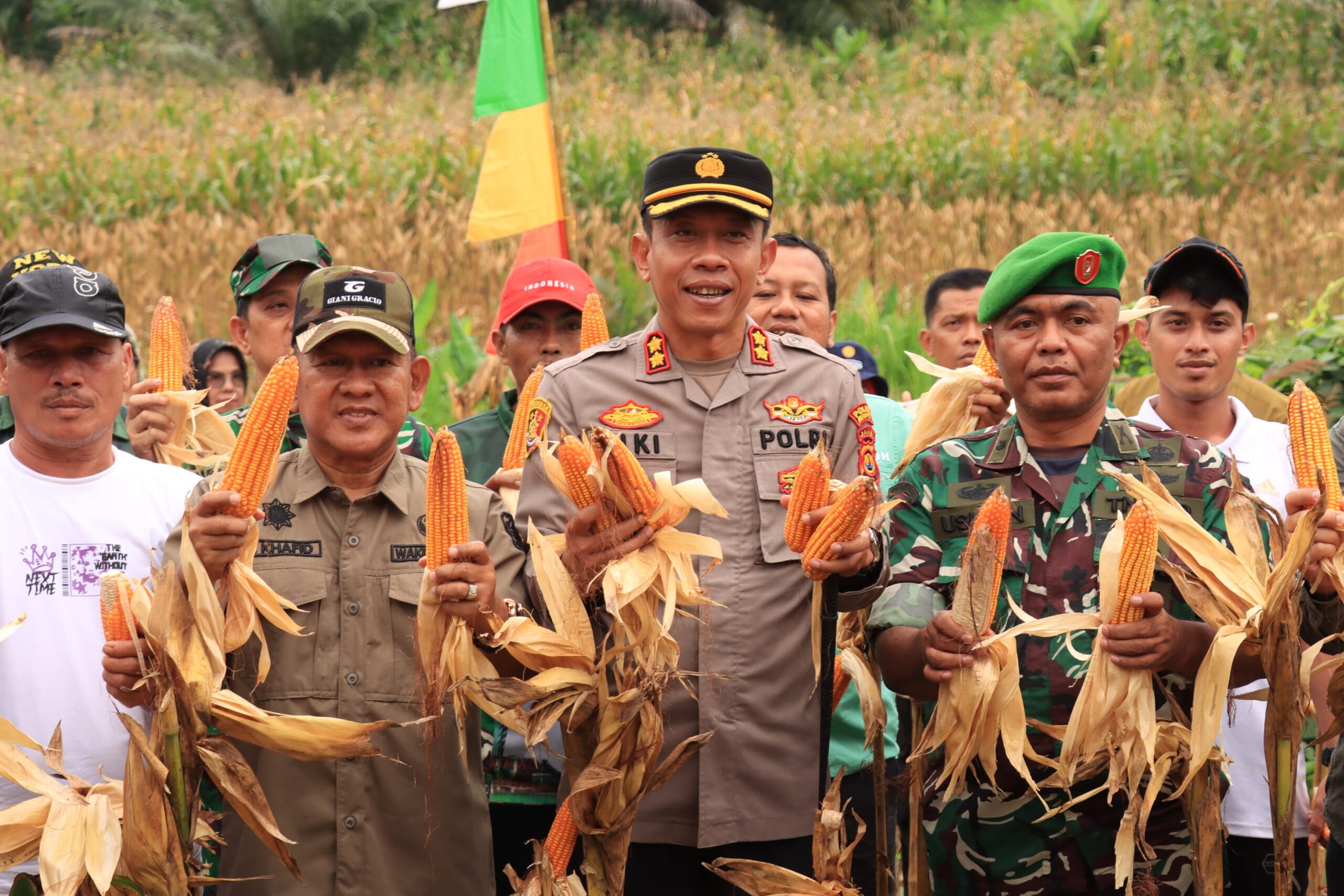 Bulog Siap Beli Rp 6.400 Perkilogram, Wabup A. Khafidh dan Kapolres Panen Jagung di Rantau Alai