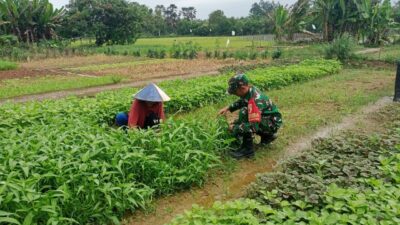 Dukung Ketahanan Angan Wilayah, Babinsa Koramil 420-04/Sarolangun Bantu Petani Panen Sayur Bayam dan Kangkung