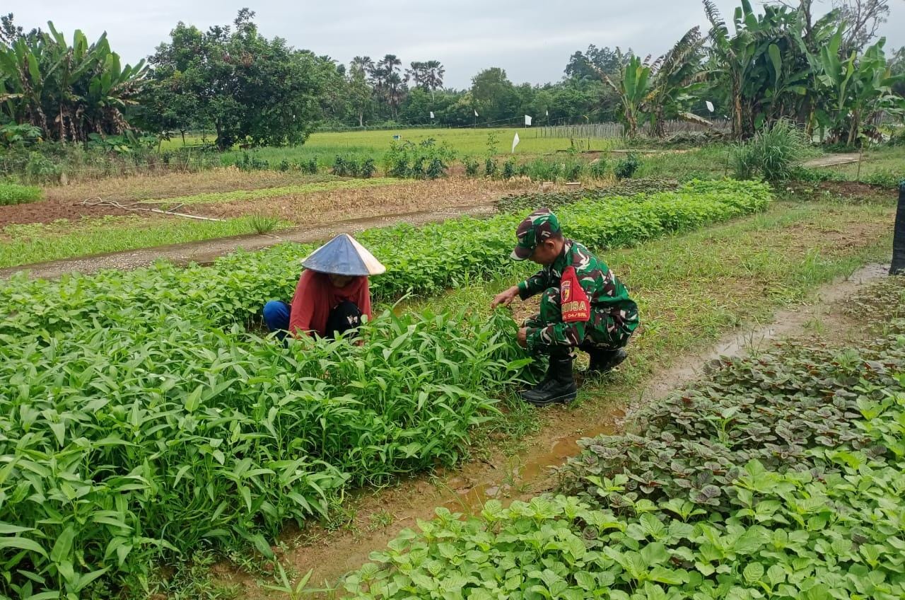 Dukung Ketahanan Angan Wilayah, Babinsa Koramil 420-04/Sarolangun Bantu Petani Panen Sayur Bayam dan Kangkung