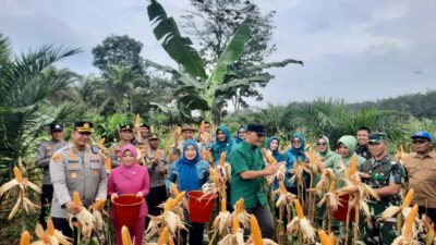 Dandim 0420/Sarko Hadiri Panen Raya Cabai Merah, Jagung, Semangka dan Padi di Desa Rantau Tenang