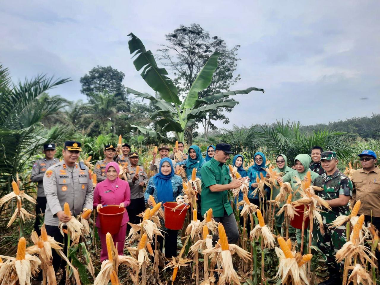 Dandim 0420/Sarko Hadiri Panen Raya Cabai Merah, Jagung, Semangka dan Padi di Desa Rantau Tenang