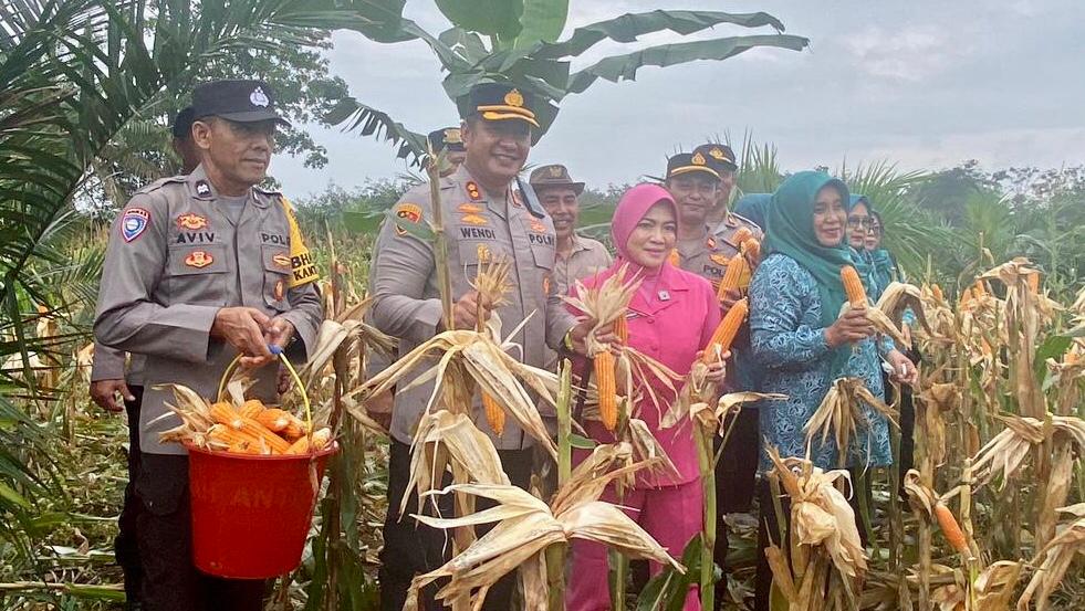 Komitmen Dukung Ketahanan Pangan, Bupati Sarolangun, Kapolres dan Dandim Panen Raya Jagung, Cabe, Padi dan Semangka.