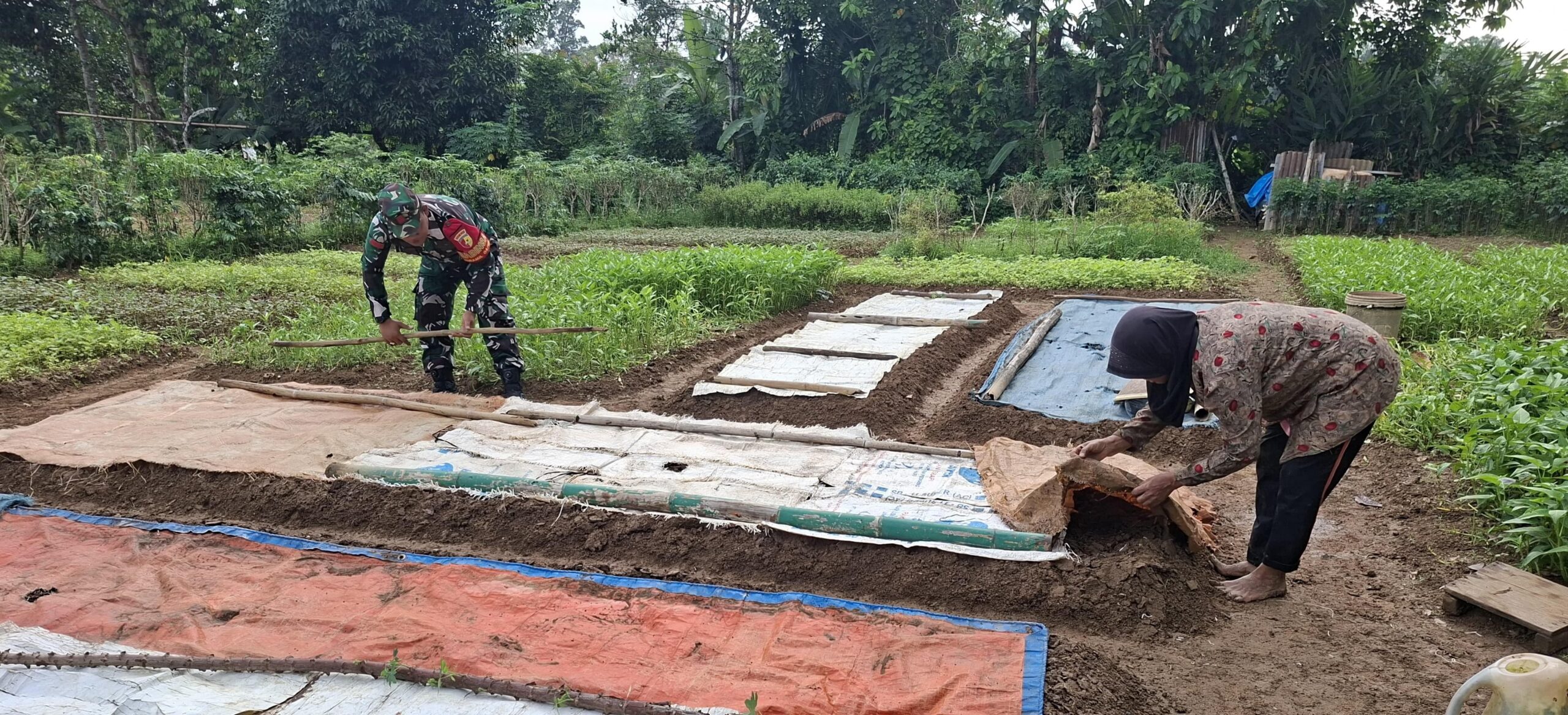 Aktif Dampingi Petani, Dari Penyiapan Lahan hingga Pascapanen Oleh Babinsa Koramil 420-04/Sarolangun