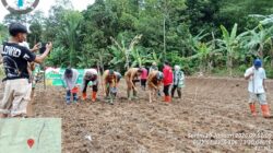 Personil Polsek Rangkasbitung Polres Lebak Tanam Jagung Hybrida Kuartal I Dukung program ketahanan Pangan Nasional