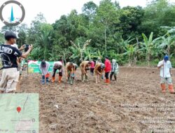 Personil Polsek Rangkasbitung Polres Lebak Tanam Jagung Hybrida Kuartal I Dukung program ketahanan Pangan Nasional