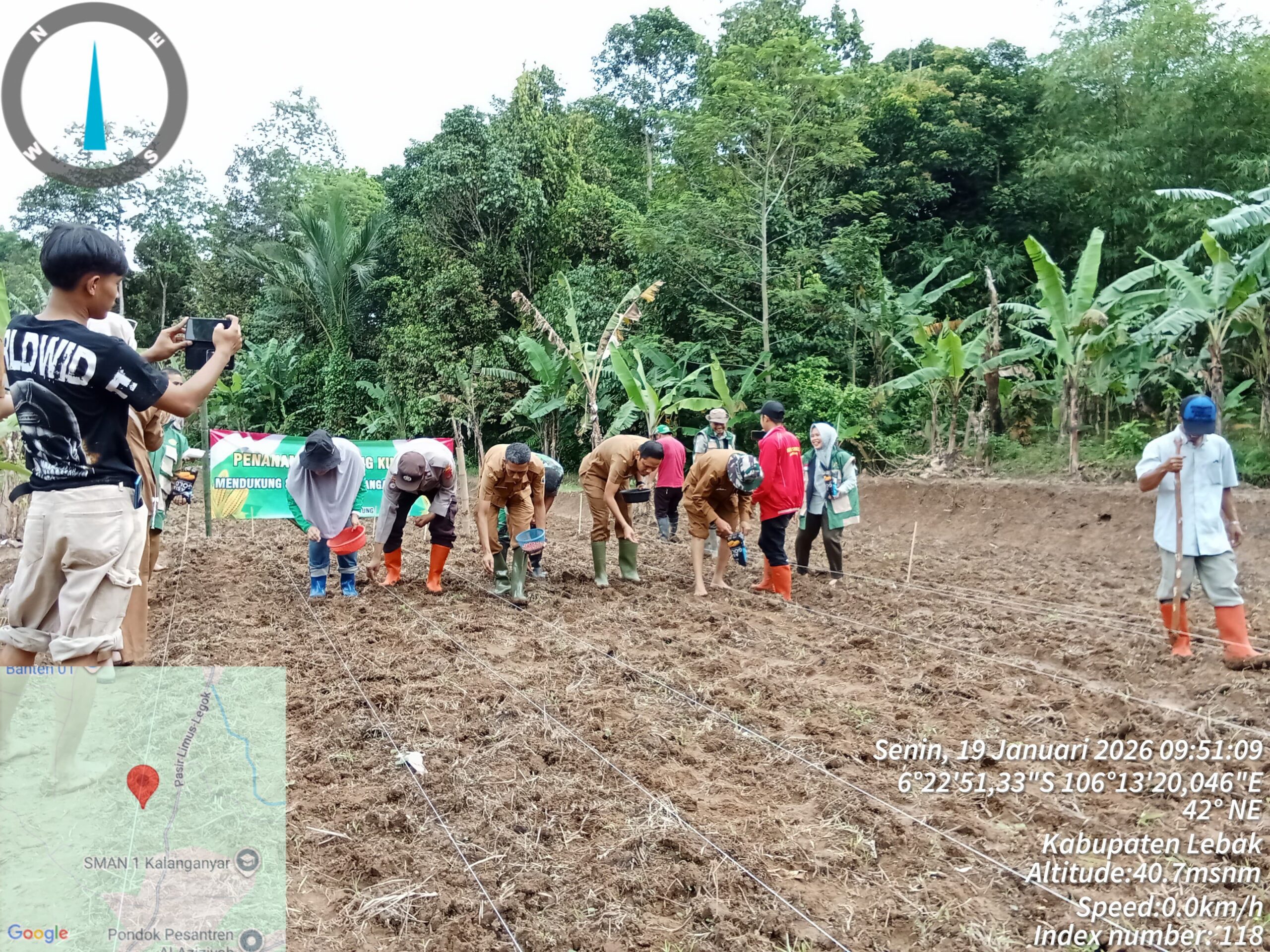 Personil Polsek Rangkasbitung Polres Lebak Tanam Jagung Hybrida Kuartal I Dukung program ketahanan Pangan Nasional