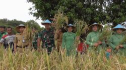 Dandim 0614/Kota Cirebon Laksanakan Panen Padi di Poktan Sidemung