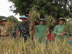 Dandim 0614/Kota Cirebon Laksanakan Panen Padi di Poktan Sidemung