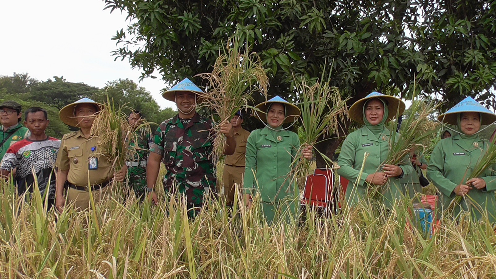 Dandim 0614/Kota Cirebon Laksanakan Panen Padi di Poktan Sidemung