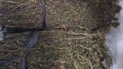 Polres Aceh Tengah Kembali Ungkap Peredaran Narkotika, Ringkus Pelaku dan Amankan 7 Kilogram Ganja