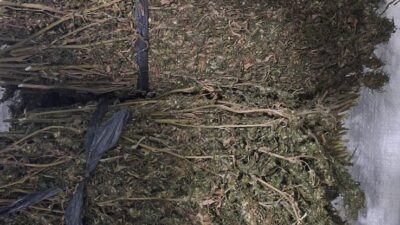 Polres Aceh Tengah Kembali Ungkap Peredaran Narkotika, Ringkus Pelaku dan Amankan 7 Kilogram Ganja