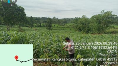 Bhabinkamtibmas Polsek Rangkasbitung Polres Lebak Cek Tanaman Jagung Hybrida di Desa Mekarsari