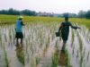 Babinsa Kelurahan Pekalipan Turun ke Sawah Dukung Ketahanan Pangan Nasional