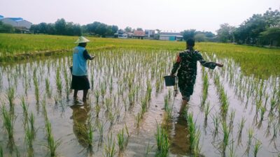 Babinsa Kelurahan Pekalipan Turun ke Sawah Dukung Ketahanan Pangan Nasional