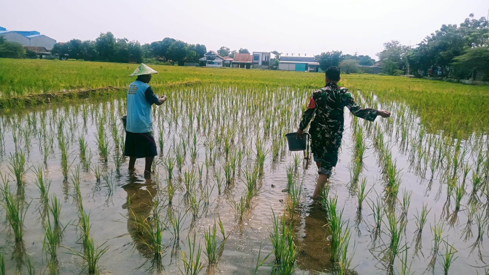 Babinsa Kelurahan Pekalipan Turun ke Sawah Dukung Ketahanan Pangan Nasional