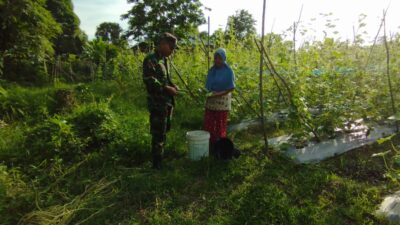 Babinsa Koramil-04/Sarolangun Bantu petani melaksanakan panen Mentimun