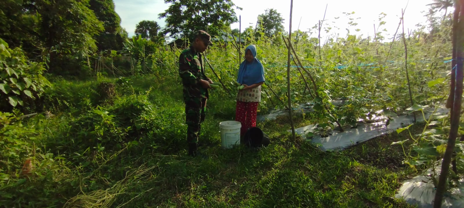 Babinsa Koramil-04/Sarolangun Bantu petani melaksanakan panen Mentimun