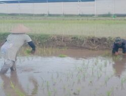 Dukung Ketahanan Pangan Nasional, Serda Dedy Awang Dampingi Penanaman Padi Milik Bapak Sumino