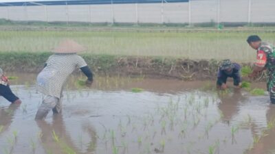 Dukung Ketahanan Pangan Nasional, Serda Dedy Awang Dampingi Penanaman Padi Milik Bapak Sumino Dukung Ketahanan Pangan Nasional, Serda Dedy Awang Dampingi Penanaman Padi Milik Bapak Sumino
