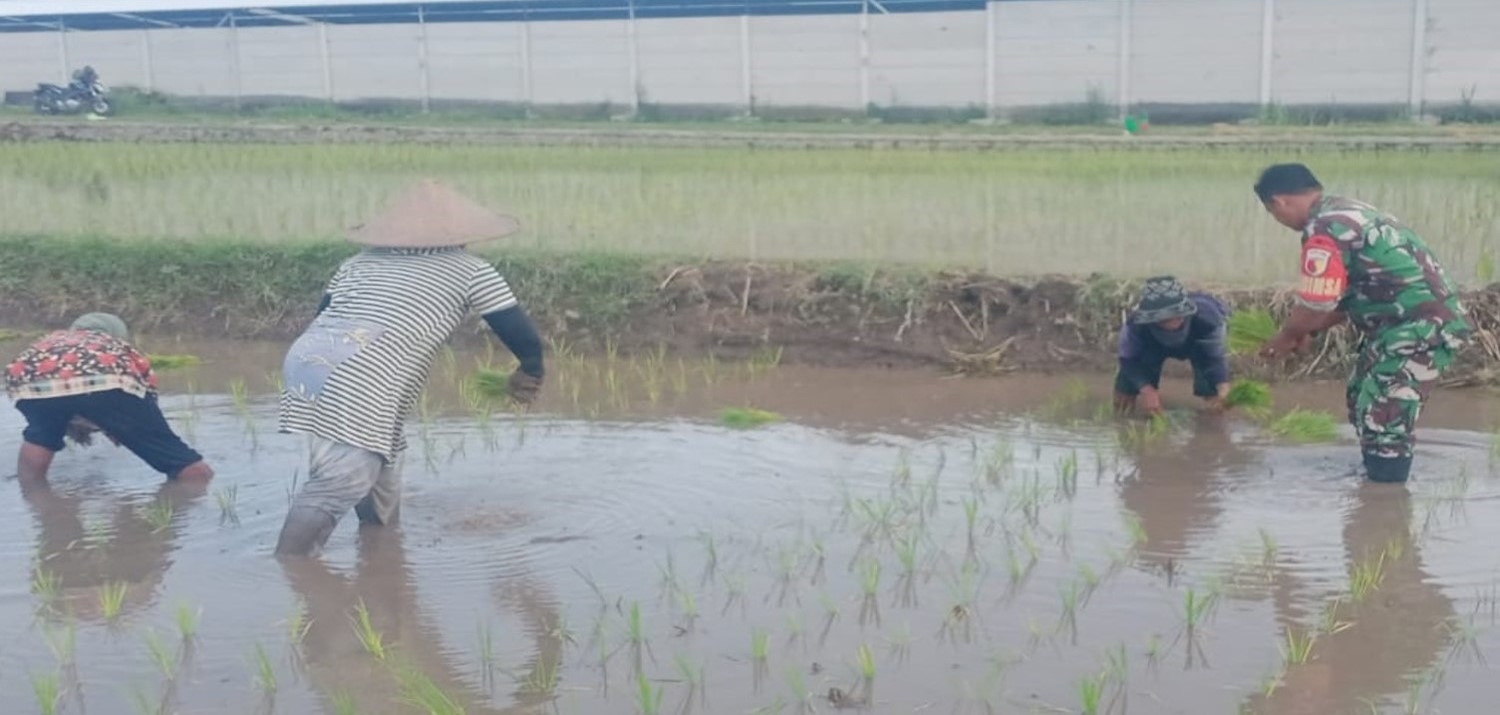 Dukung Ketahanan Pangan Nasional, Serda Dedy Awang Dampingi Penanaman Padi Milik Bapak Sumino
