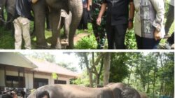 Ketua DPRD Lampung: Atensi Presiden Jadikan Way Kambas Percontohan Nasional Harus Dikawal Bersama