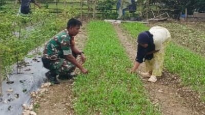 Bintara Pembina Desa. Koramil 04/Sarolangun Kodim 0420 melaksanakan pendampingan pertanian dengan membantu petani Bintara Pembina Desa. Koramil 04/Sarolangun Kodim 0420 melaksanakan pendampingan pertanian dengan membantu petani