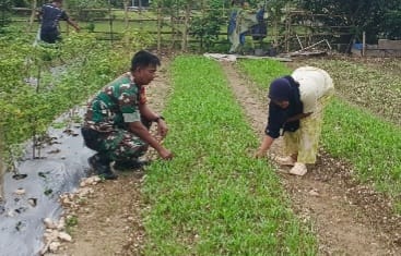 Bintara Pembina Desa. Koramil 04/Sarolangun Kodim 0420 melaksanakan pendampingan pertanian dengan membantu petani