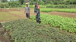 Babinsa Bantu Petani Mengecek dan Membersihkan Kebun Sayur