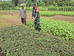Babinsa Bantu Petani Mengecek dan Membersihkan Kebun Sayur