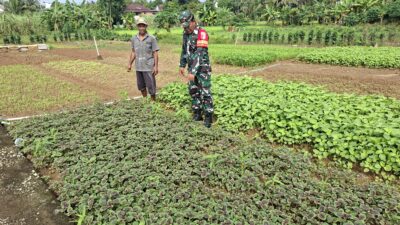 Babinsa Bantu Petani Mengecek dan Membersihkan Kebun Sayur