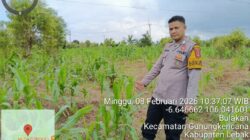 ‎Bhabinkamtibmas Polsek Gunungkencana Polres Lebak Cek Pertumbuhan Jagung Hibrida di Kampung Karoya.