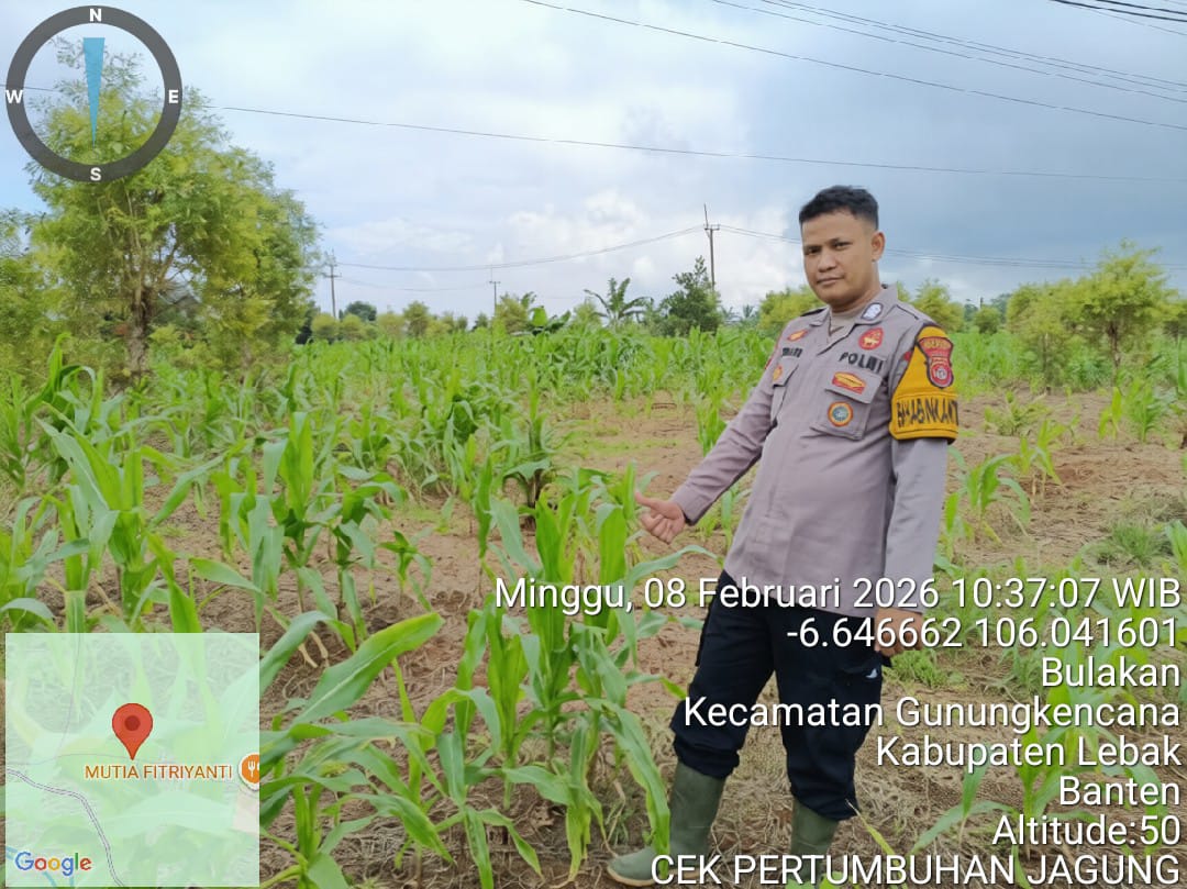 ‎Bhabinkamtibmas Polsek Gunungkencana Polres Lebak Cek Pertumbuhan Jagung Hibrida di Kampung Karoya.
