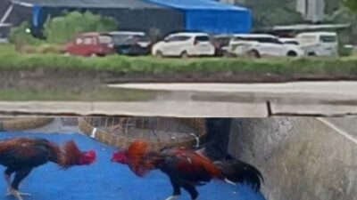 Judi Sabung Ayam Sedati Diduga Direstui Oknum Polsek Sedati Warga Pertanyakan Sikap Polsek dan Lurah