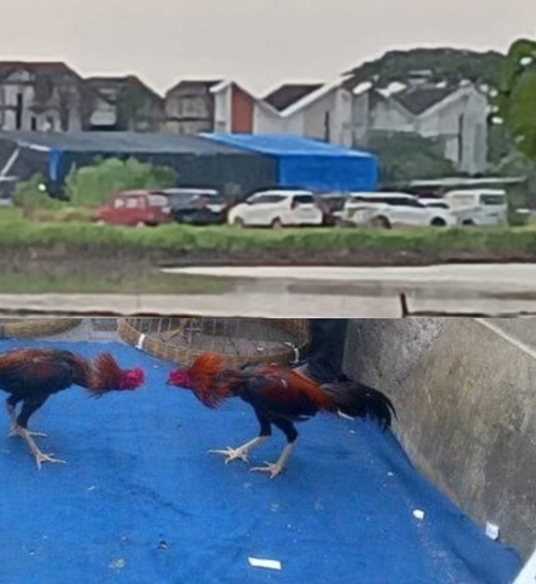 Judi Sabung Ayam Sedati Diduga Direstui Oknum Polsek Sedati Warga Pertanyakan Sikap Polsek dan Lurah