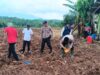 Perkuat Ketahanan Pangan Nasional, Personel Polsek Cikulur Bersama Petani Tanam Jagung  ‎