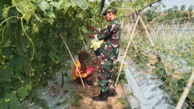 Babinsa Serda Sutriswanto Koramil 420-04/Sarolangun Kodim 0420/Sarko membantu Petani merawat tanaman gambas