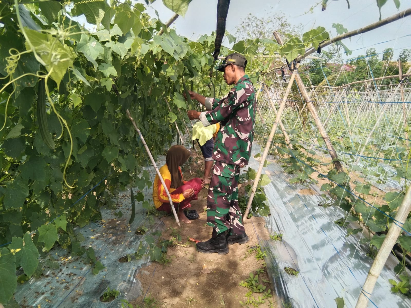 Babinsa Serda Sutriswanto Koramil 420-04/Sarolangun Kodim 0420/Sarko membantu Petani merawat tanaman gambas