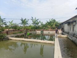 Babinsa Tinjau Usaha Perikanan Warga, Beri Dukungan Tingkatkan Produktivitas