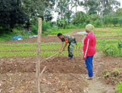 Hanpangan, Babinsa Dampingi Petani Di Desa Binaan   