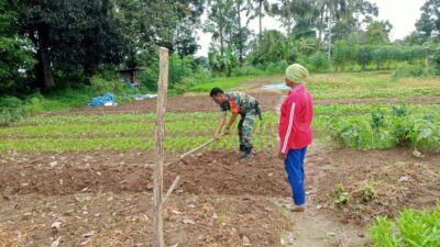 Hanpangan, Babinsa Dampingi Petani Di Desa Binaan   