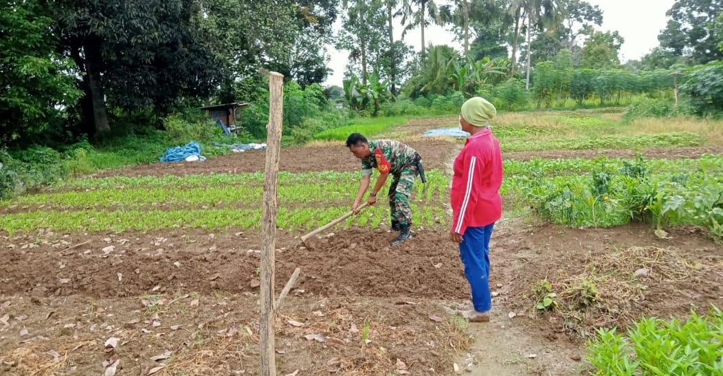 Hanpangan, Babinsa Dampingi Petani Di Desa Binaan   