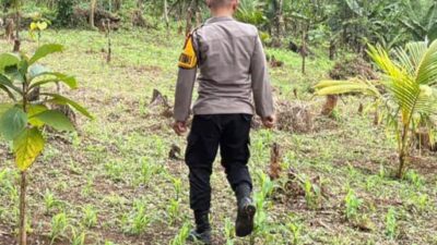 ‎Bhabinkamtibmas Polsek Gunungkencana Monitoring Pertumbuhan Jagung Hibrida di Kampun Cepak Pari.