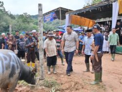 Mantai Kerbau Basamo Datuk Ba Empek Menti Nan Tigo , Jaga Tradisi Leluhur Pangkalan Jambu
