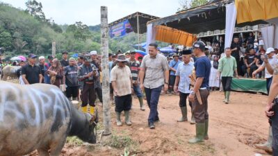 Mantai Kerbau Basamo Datuk Ba Empek Menti Nan Tigo , Jaga Tradisi Leluhur Pangkalan Jambu