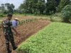 Babinsa Koramil 420-04/Sarolangun Serda M. Idrus melakukan pendampingan kepada petani di Desa Penarun Kecamatan Bathin VIII Kabupaten Sarolangun