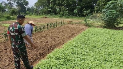 Babinsa Koramil 420-04/Sarolangun Serda M. Idrus melakukan pendampingan kepada petani di Desa Penarun Kecamatan Bathin VIII Kabupaten Sarolangun Babinsa Koramil 420-04/Sarolangun Serda M. Idrus melakukan pendampingan kepada petani di Desa Penarun Kecamatan Bathin VIII Kabupaten Sarolangun