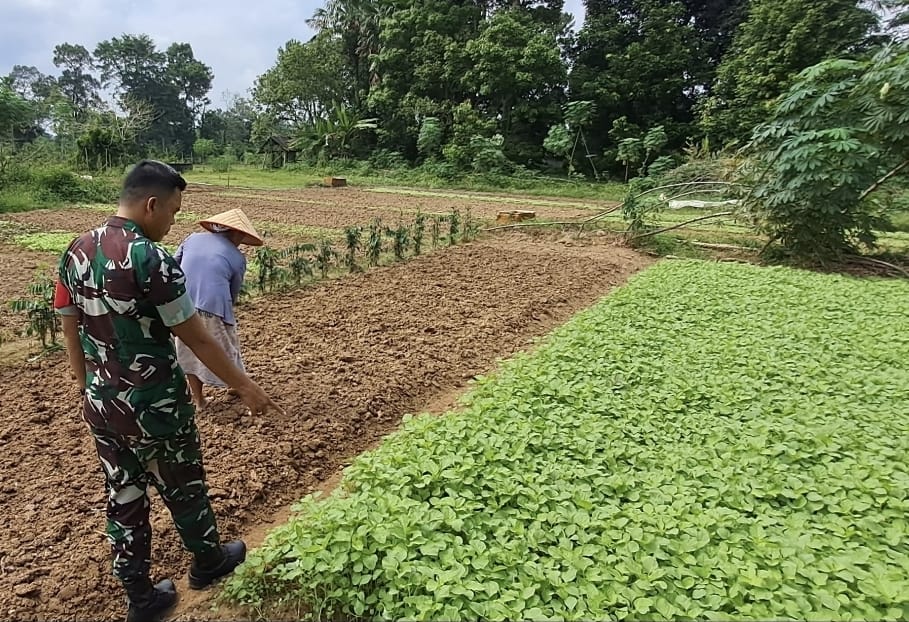 Babinsa Koramil 420-04/Sarolangun Serda M. Idrus melakukan pendampingan kepada petani di Desa Penarun Kecamatan Bathin VIII Kabupaten Sarolangun