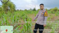 ‎Bhabinkamtibmas Polsek Gunungkencana Monitoring Pertumbuhan Jagung Hibrida Bersama Kelompok Tani Giri Mukti.